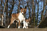 BASENJI 133